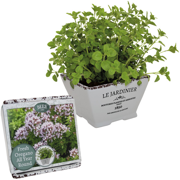 Oregano Grow Set